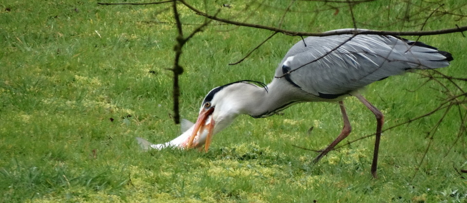 ...ou les oiseaux...